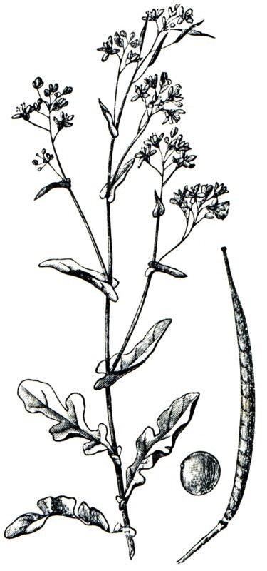 Rapini.