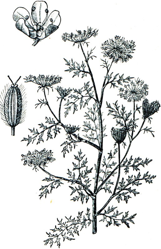 Wild carrot.