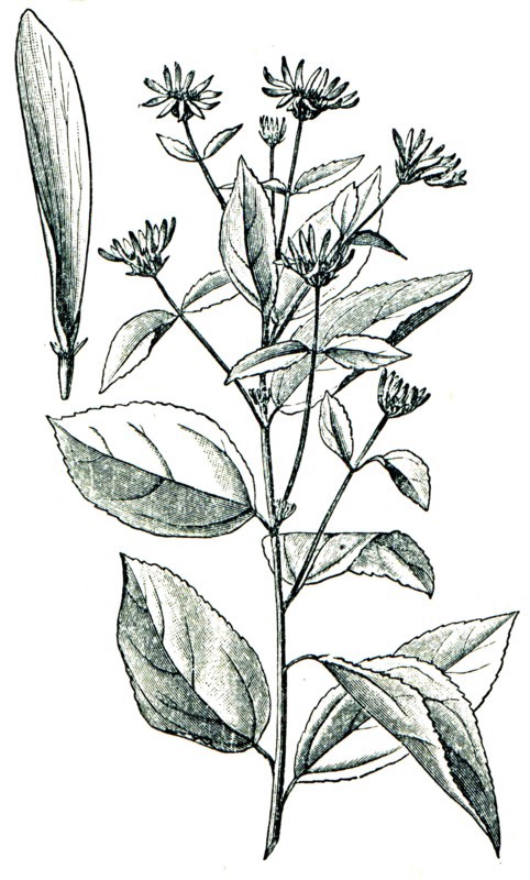 Jerusalem artichoke also called the sunroot.