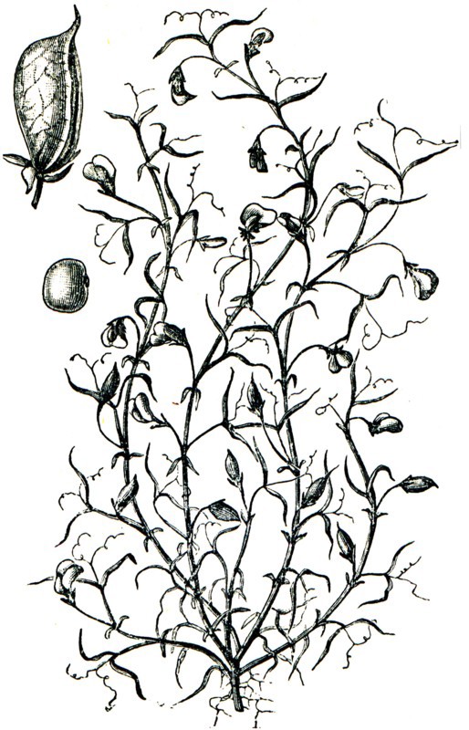 Grass pea.