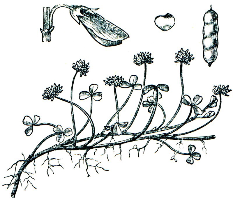 White clover.
