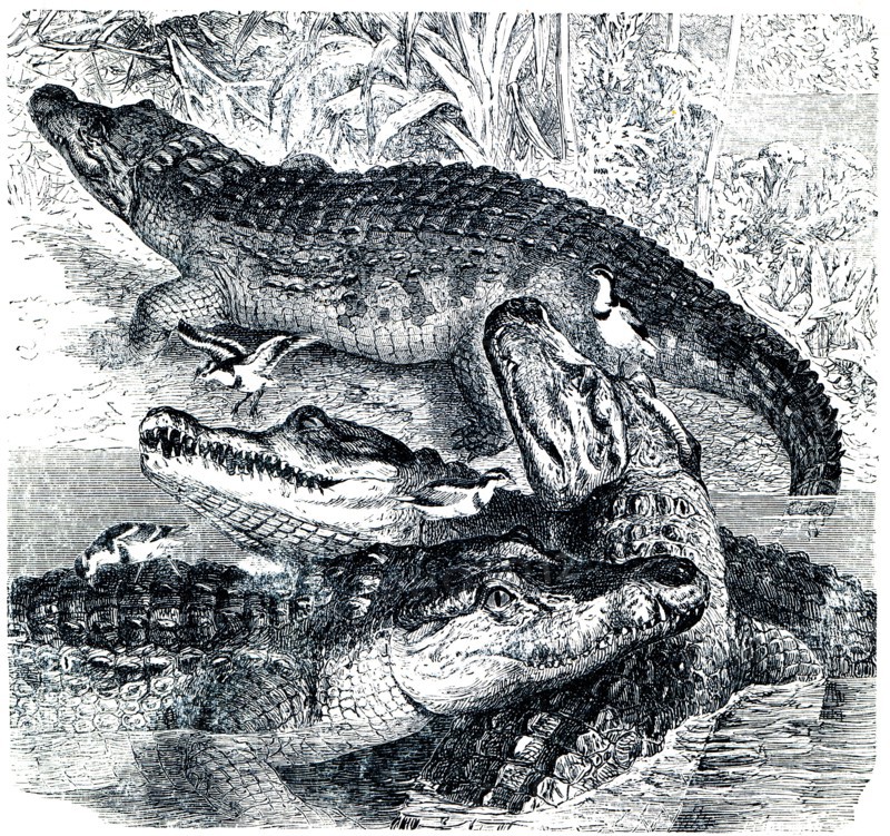 Nile Crocodile.