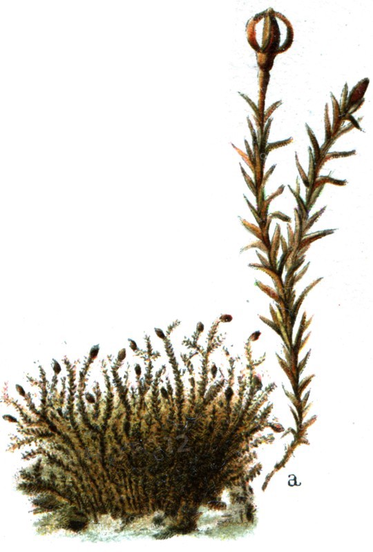 Andreaea rupestris.