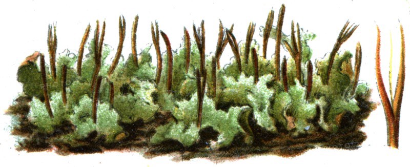 Anthoceros laevis.