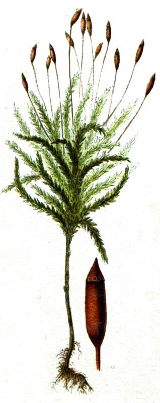 Climacium dendrodes.