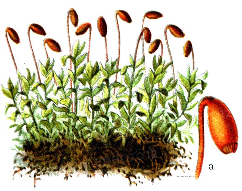 Mnium cuspidatum.