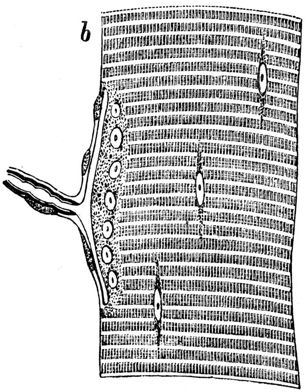 Smooth muscles of the lizard.