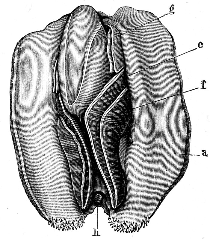 Anodonta anatina.
