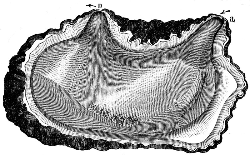 Cyntia microcosmus.