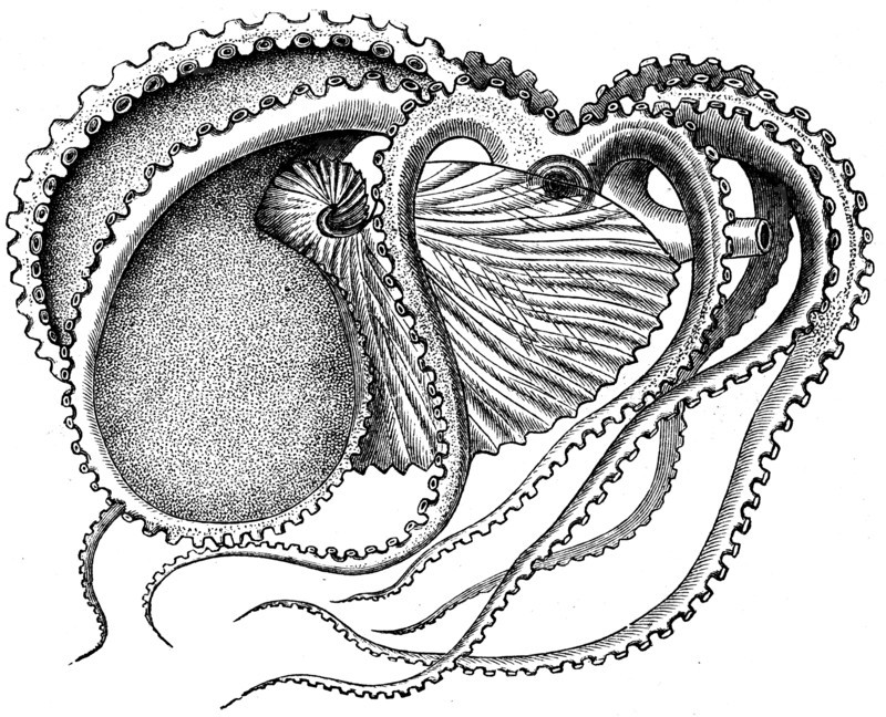 Female of Argonauta argo.