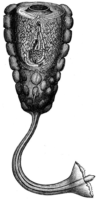 Hypobythius calycodes.