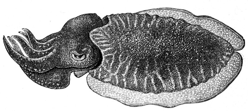 Male of Sepia officialis.