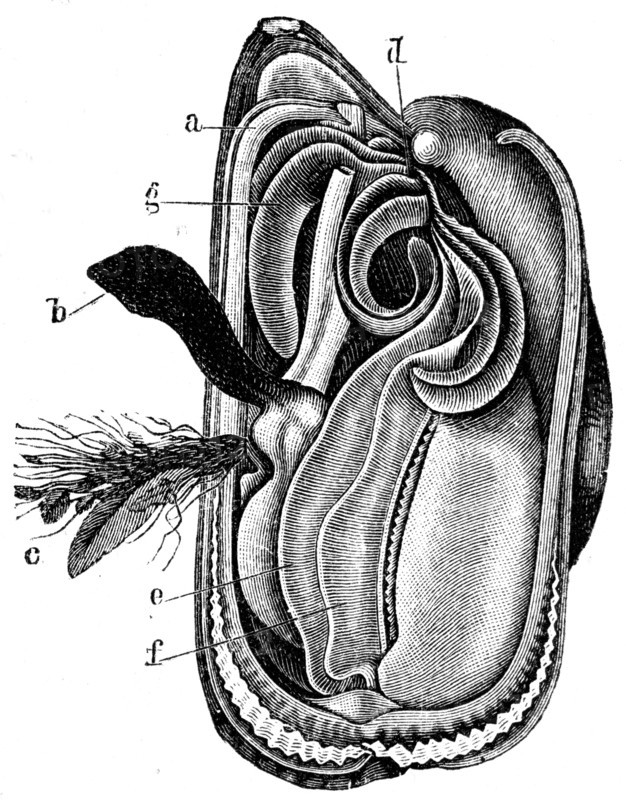 Mytilus edulis.