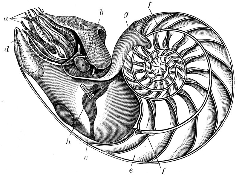 Nautilus pompilius.