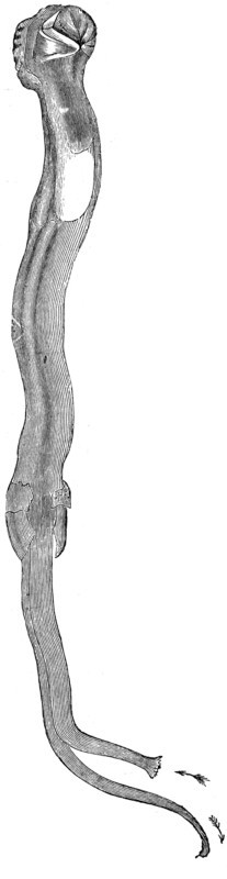 Woodworm - Teredo fatalis.