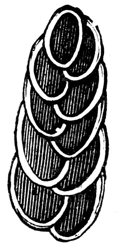 Rhizopods.