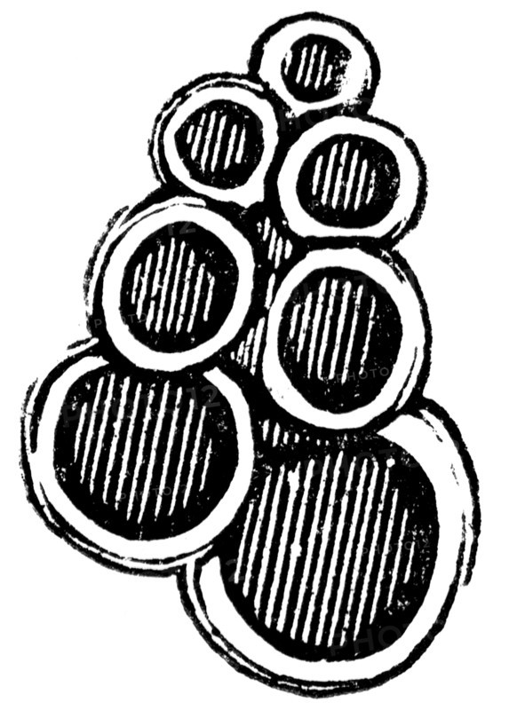 Rhizopods.