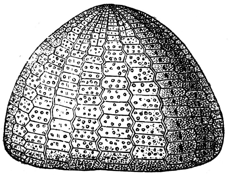 Sea urchin.
