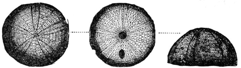 Sea urchin.