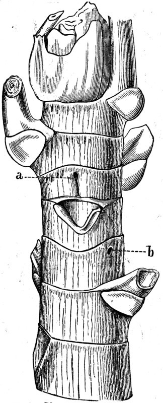 End of trunk.