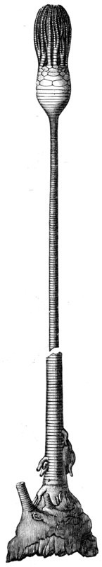 Apiocrinus roissyanus, sea lily.