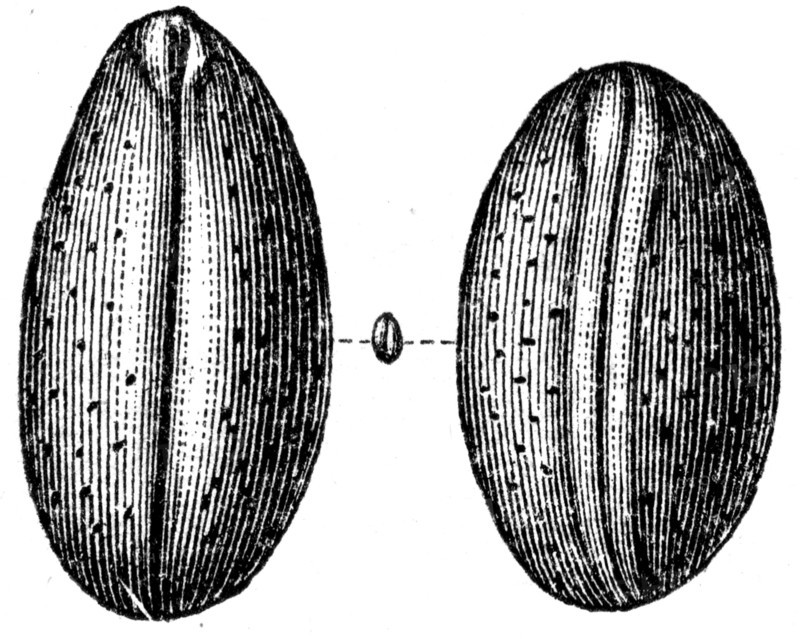 Cypris valedensis.
