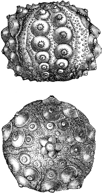 Hemicidaris crenularis, sea urchins.