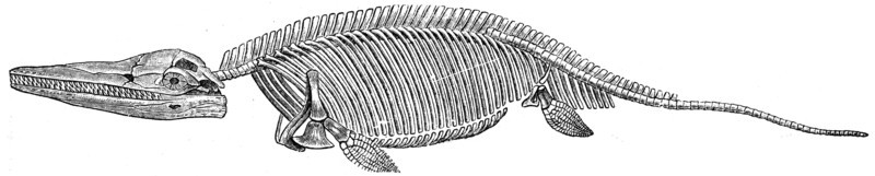 Ichthyosaurus communis.