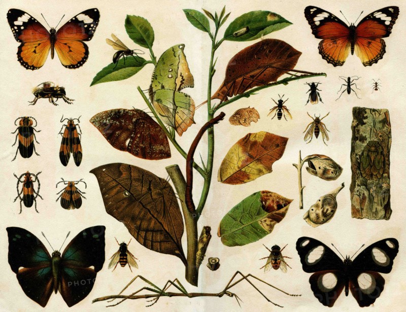 Insects.