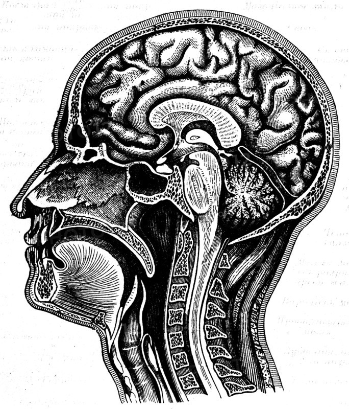 Cerebrum.