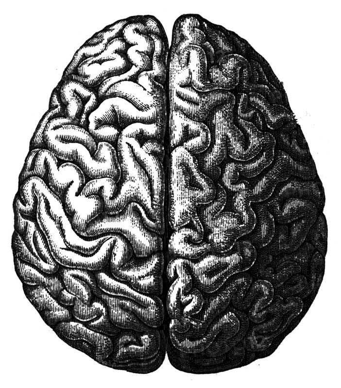 Cerebrum.
