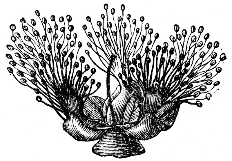 Melaleuca.