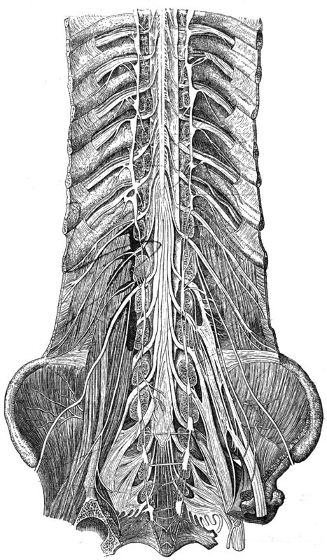 Nerves of the lower trunk, the spinal canal is open, front view.