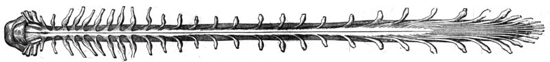 Spinal cord.
