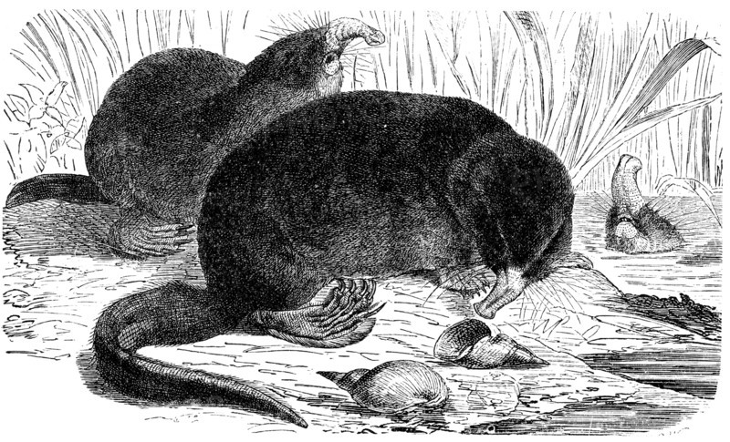Desman - Myogale moschata.
