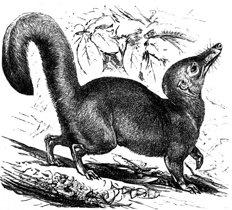 Large Treeshrew.