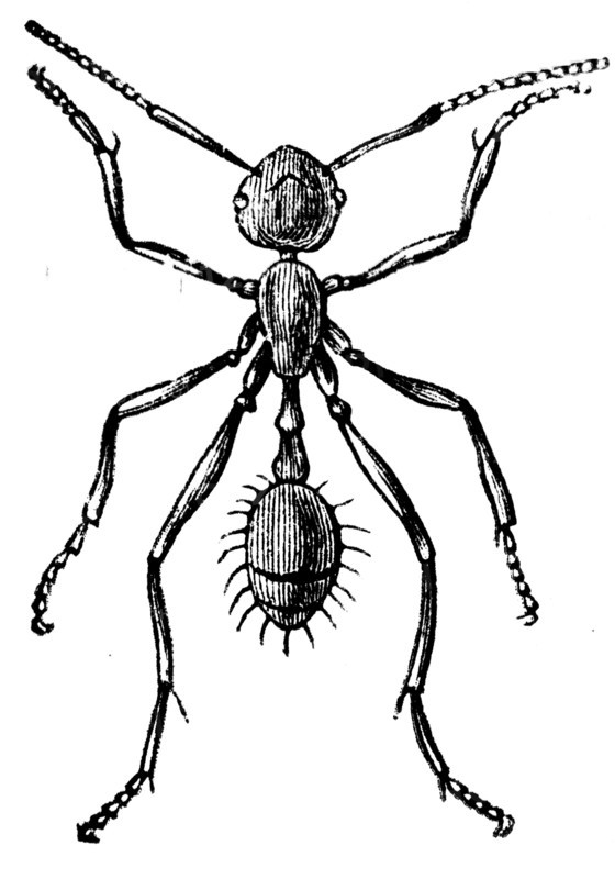Worker ant.