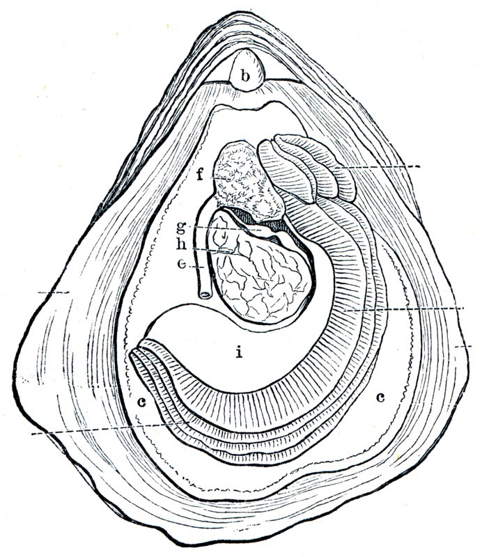 Historical illustrations.