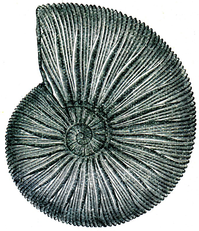 Fossils.
