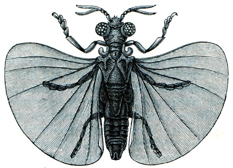 Xenos Peckil.