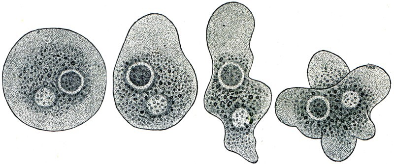 Amoeba in the four stages of change in shape.