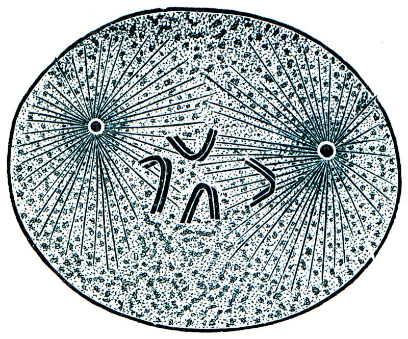 Beginning of cell division.