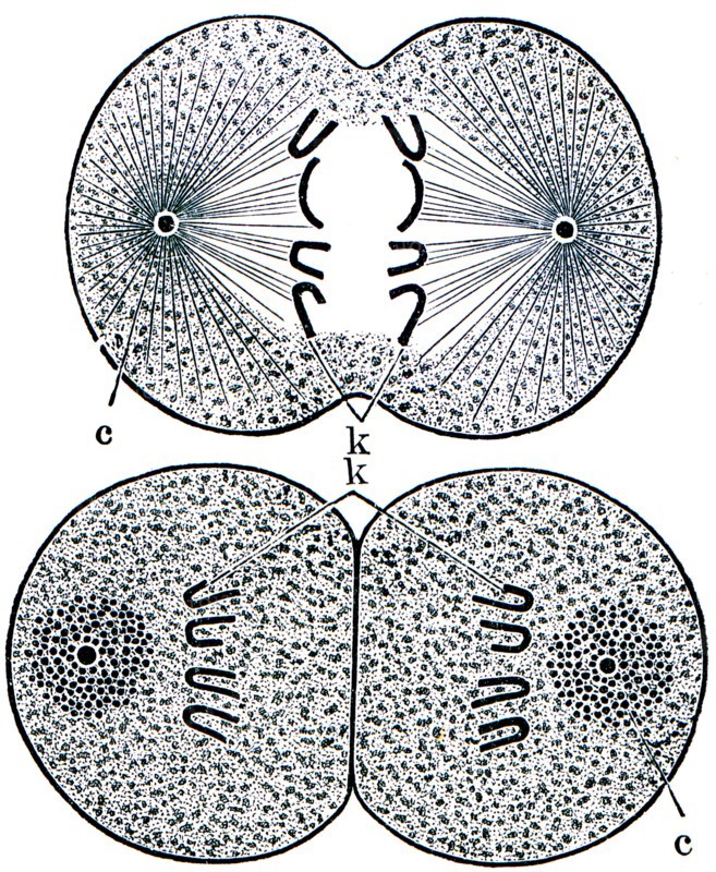 Cell division.