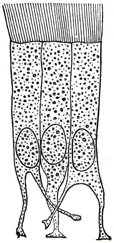 Cells of ciliated epithelium.