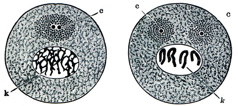 Changes in the cells prior to division.