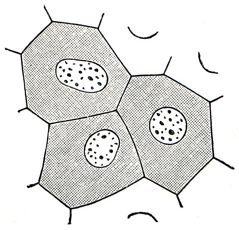 Epithelial cells in the skin of frogs.