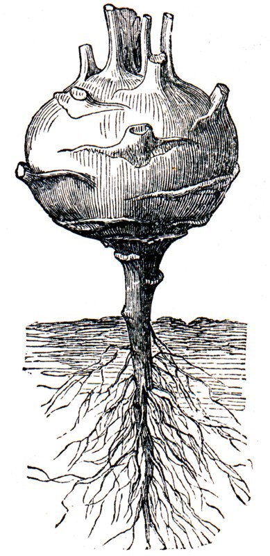 Kohlrabi.