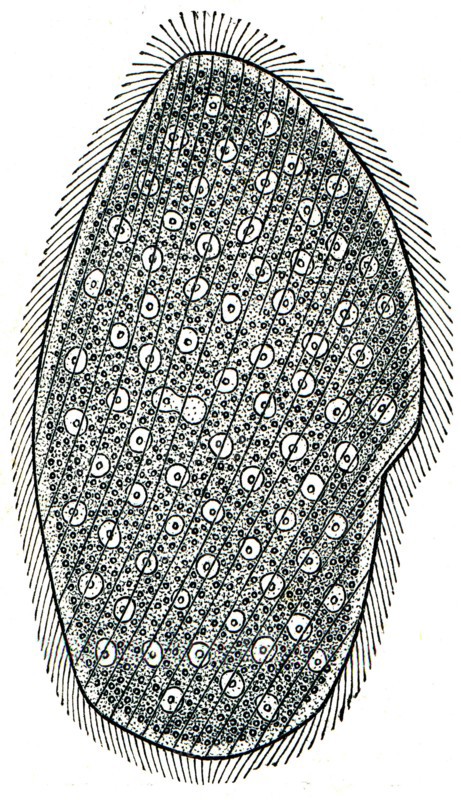 Opaline - multicore ciliated infusoria.