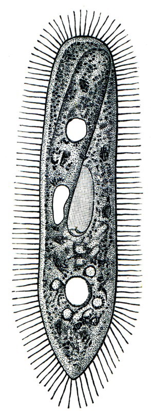 Paramecium - ciliary ciliate.