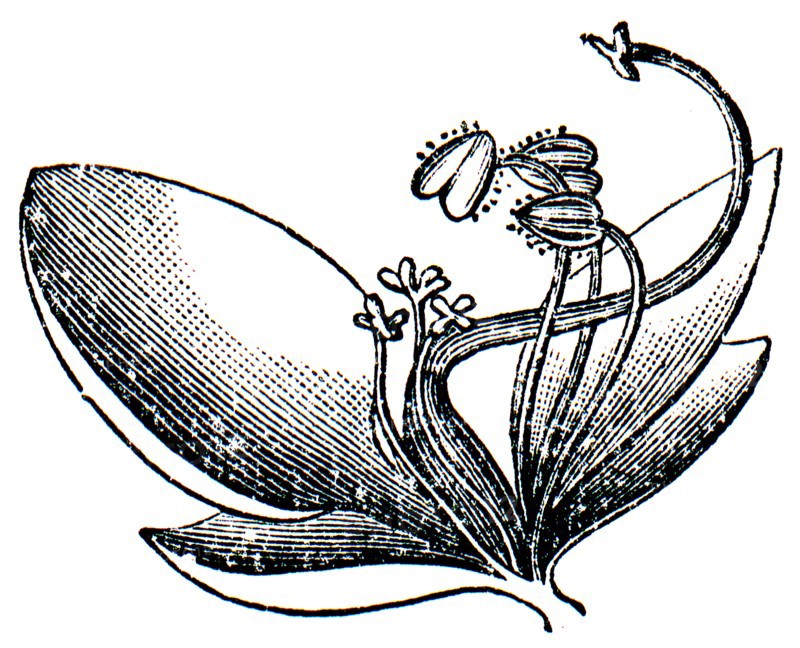 Commelina flower.